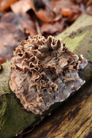 Natural closeup on a silver leaf mushroom, Chondrostereum purpureum on fallen wood