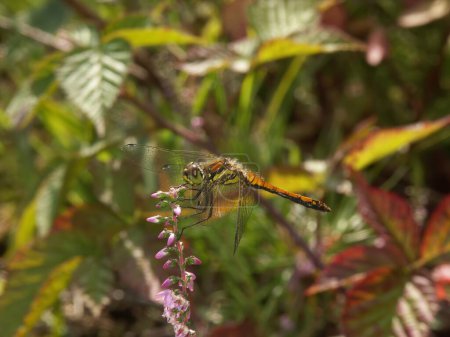 Natural closeup on a female Black meadowhawk dragonfly, Sumpetrum danae