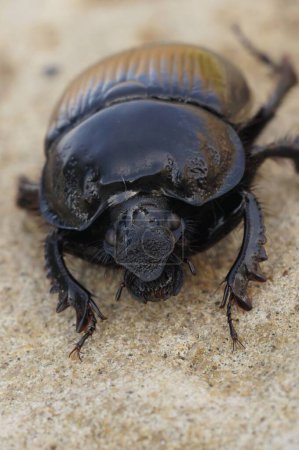 Natural vertical close up on a black Minotaur beetle, Typhaeus typhoeus with a shiny body