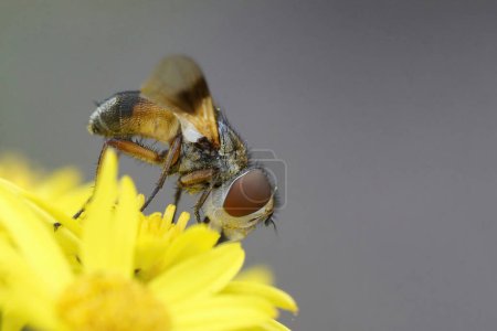 Detaillierte Nahaufnahme einer bunten Tachiniden-Fliege, Ectophasia crassipennis, auf einer gelben Blume