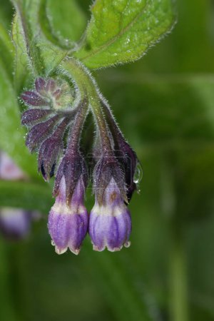 Téléchargez les photos : Gros plan naturel sur la fleur de lila du Comfrey commun, Symphytum officinale, une plante médicinale - en image libre de droit