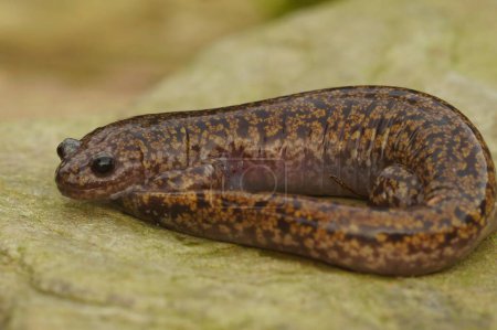 Natural closeup on a colorful Japanese Hida streamside salamander, Hynobius kimurae sitting on a stone