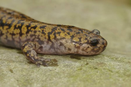 Natural closeup on a colorful Japanese Hida streamside salamander, Hynobius kimurae sitting on a stone