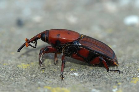 Natural closeup on an invasive large pest beetle, the red palm beetle or weevil, Rhynchophorus ferrugineus