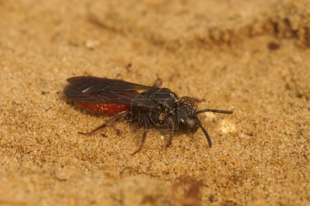 Gros plan naturel sur l'abeille rouge rouge à lèvres, Sphecodes albilabris a cleptoparasite sur Colletes cunicularius bees