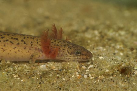 Primer plano natural de una larva con branquias Blue Ridge Red Salamander, Pseudotriton ruber schencki