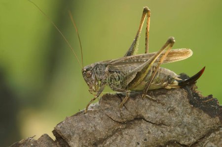 Foto de Primer plano natural en la rara y amenazada Grey Bush-cricket, Platycleis albopunctata sentado en la madera - Imagen libre de derechos