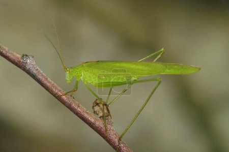Natural closeup on an emerald green European sickle-bearing bush-cricket , Phaneroptera falcata
