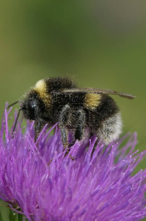 Natural Vertical primer plano en el abejorro de cola de buff, Bombus terrestris, sentado en una flor de cardo púrpura