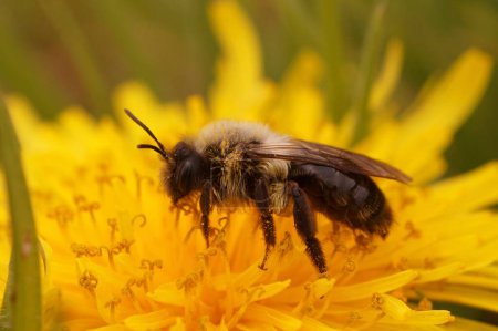 Gros plan naturel sur une abeille mineuse femelle à dos gris, Andrena vaga, sur une fleur de pissenlit jaune, Taraxacum officinale