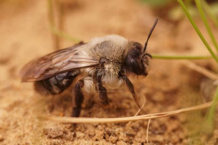Gros plan naturel d'une abeille minière grise femelle, Andrena vaga, assise par terre
