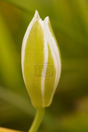 Natürliche vertikale Nahaufnahme auf einer geschlossenen weißen Blume der Stern-von-Bethlehem-Graslilie, Ornithogalum umbellatum
