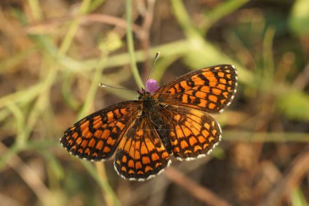 Foto de Primeros planos detallados sobre una mariposa friolar del sur de Heath, Melitaea celadussa, con alas extendidas en un prado - Imagen libre de derechos