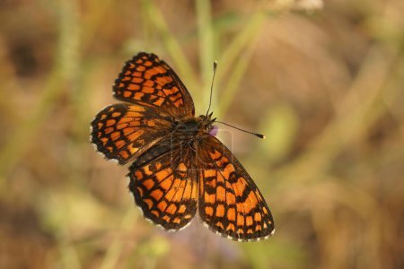 Detaillierte Nahaufnahme eines Schmetterlings der Südlichen Heide, Melitaea celadussa, mit ausgebreiteten Flügeln auf einer Wiese