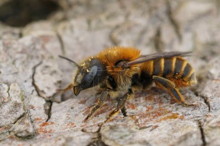 Primeros planos detallados sobre una hembra de la rara abeja albañil de oro, Osmia aurulenta sentada sobre madera