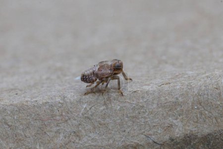 Gros plan naturel sur une nymphe, stade d'une minuscule cicadelle, Issus coleoptratus, marchant sur un morceau de carton