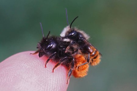 Colorful natural closeup on a couple of mating European horned mason bee, Osmia cornuta sitting on a fingertip