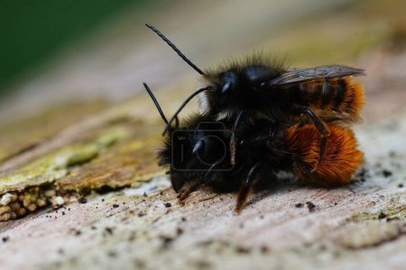 Colorful natural closeup on a couple of mating European horned mason bee, Osmia cornuta sitting on wood