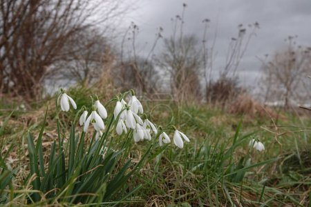 Natural wide-angle closeup on the white springtime early flowering snowdrops, Galanthus nivalis, in a meadow against a dark sky