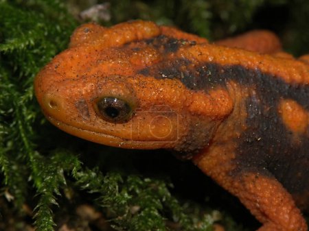 Gros plan détaillé sur un adulte en voie de disparition, orange coloré asiatique Mandarine newt, Tylototriton shanjing