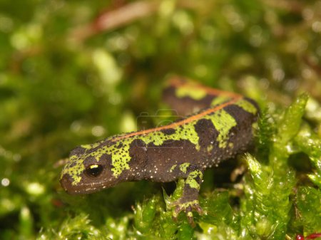 Detailed closeup on a juvenile French marbled newt, Triturus marmoratus sitting on green moss
