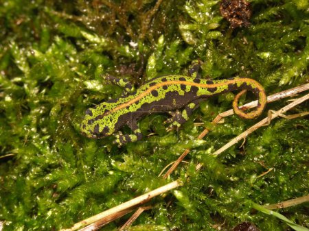 Detailed closeup on a juvenile French marbled newt, Triturus marmoratus sitting on green moss
