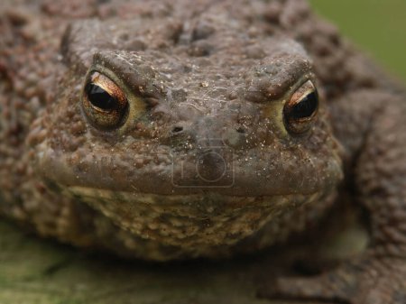 Natural facial closeup on a female Common European toad, Bufo bufo from the garden