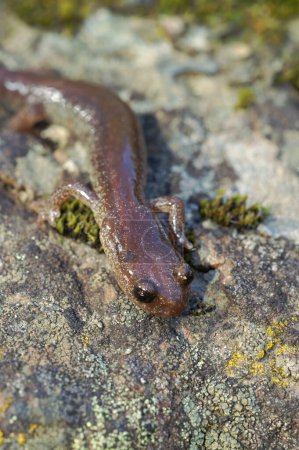 Primer plano vertical natural en una hembra adulta de la muy rara salamandra Scott barr, Plethodon asupak forma el norte de California