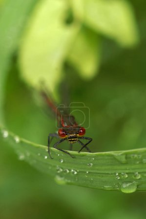 Natural colorful vertical closeup of a large red damselfly, Phyrrosoma nymphula, sitting on grass with dew waterdrops in the garden