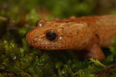 Primer plano natural de la cabeza de una salamandra primaveral, Gyrinophilus porphyriticus sobre musgo verde