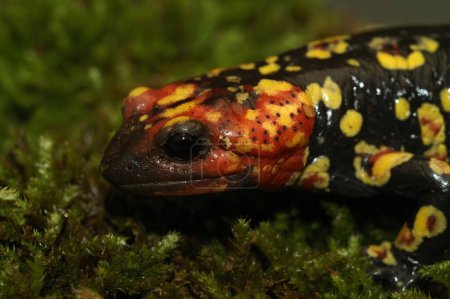 Colorido primer plano detallado en una salamandra de fuego portuguesa, Salamandra gallaica con su típica cabeza puntiaguda y colores rojos