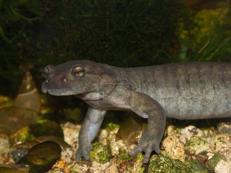 Nahaufnahme eines Wassermännchens des vom Aussterben bedrohten Semirechensk-Salamanders, Ranodon sibericus unter Wasser