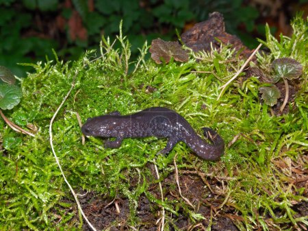 Natürliche Nahaufnahme des seltenen chinesischen Yiwu-Salamanders, Hynobius yiwuensis, endemisch in Zhejiang, China auf grünem Moos
