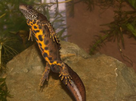Detailed closeup on a breeding male Italian crested newt, Triturus carnifex underwater showing it's red underside