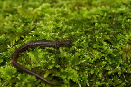 Primer plano natural en una salamandra delgada hueca del infierno, Batrachoseps diabolicus sentado en el musgo verde