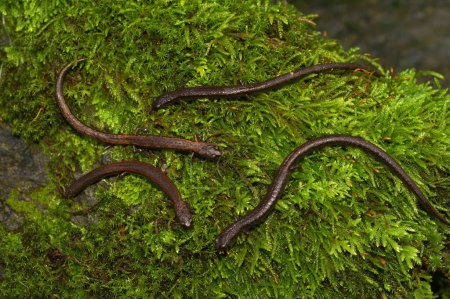 Primer plano natural de un grupo de salamandras delgadas huecas infernales, Batrachoseps diabolicus sentado sobre musgo verde
