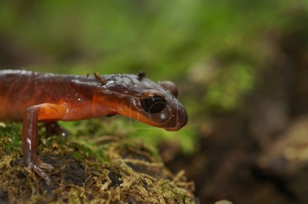 Natural closeup on a high red colored Souther Ensatina eschscholtzii salmaander with an all black eye