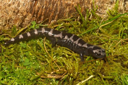 Detailed closeup on an adult North-American marbled salamander, Ambystoma opcaum sitting on green moss