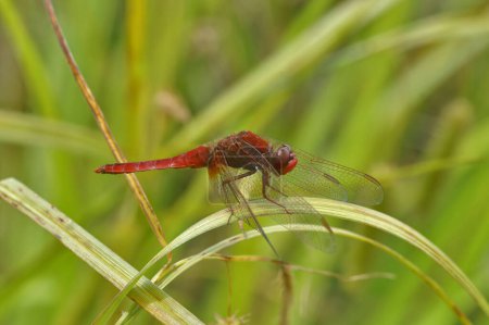Detaillierte Nahaufnahme einer leuchtend roten Scharlachroten Libelle, Crocothemis erythraea, die im Gras sitzt