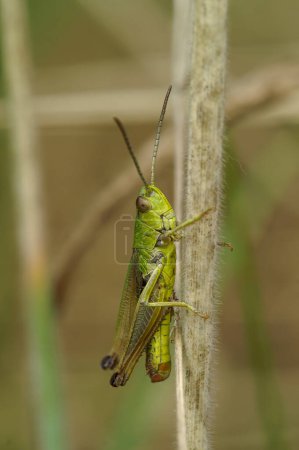 Natural vertical closeup on a male Common European meadow grasshopper, Pseudochorthippus parallelus