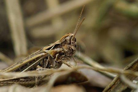 Natural closeup on a European bow-winged grasshopper, Chorthippus biguttulus sitting on the ground