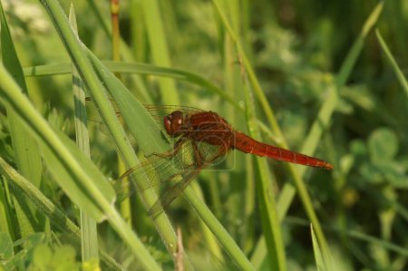 Detailed closeup on a Scarlet-darter dragonfly, Crocothemis erythraea, sitting in the grass
