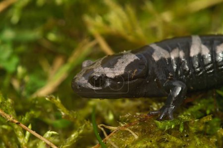 Detailed closeup on an adult North-American marbled salamander, Ambystoma opcaum sitting on green moss