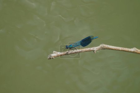 Natural closeup on a male metallic green colored banded demoiselle , Calopteryx splendens, sitting on a twig, with copy-space