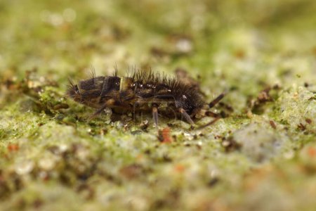 Natural close-up shot of the common belted springtail Orchesella cincta on wood in the garden