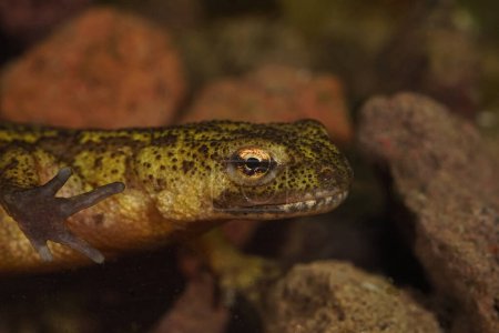 Detailed closeup on an aquatic female European Montadon's newt, Lissotriton montandoni