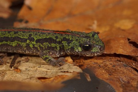 Detailed closeup on a juvenile of the Europan endangered Portugese marbled salamander, Triturus pygmaeus