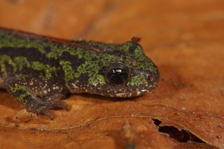 Primer plano detallado de un menor de la salamandra de mármol portuguesa en peligro de extinción de Europan, Triturus pygmaeus