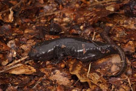 Detailed closeup on a juvenile North-American mole salamander, Ambystoma talpoideum