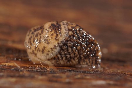 Detailed closeup on a young grey field or garden slug, Deroceras reticulatum on wooden surface